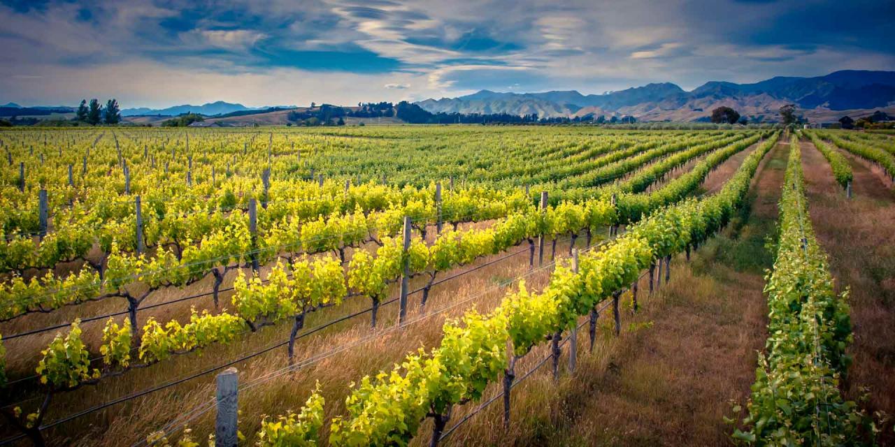 Vineyard in Marlborough area New Zealand.