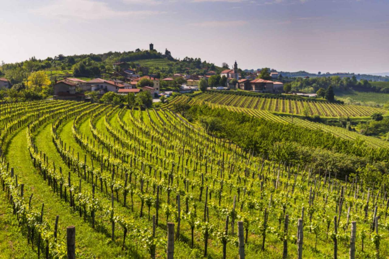 Wine region Slovenia.
